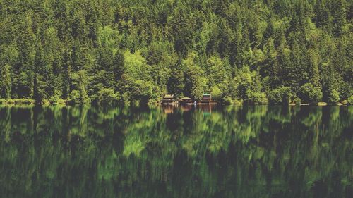 Scenic view of lake in forest