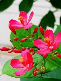 Close-up of frangipani blooming outdoors