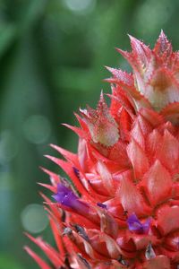 Close-up of red flower