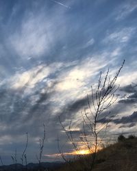 Low angle view of silhouette plants against sky