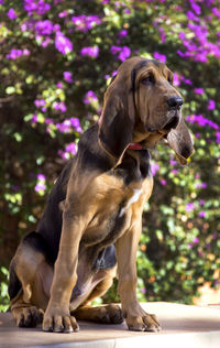 Close-up of dog on tree