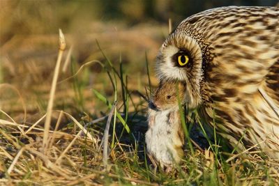 Close-up of owl with prey