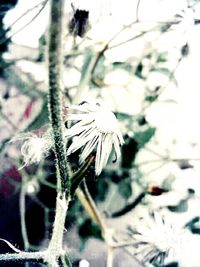 Close-up of frozen plant