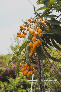 Low angle view of fruits on tree