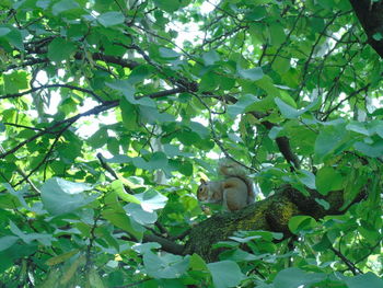 Low angle view of a tree