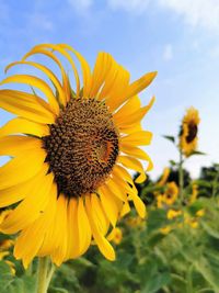 Close-up of sunflower