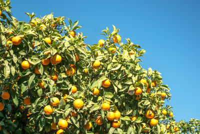 Low angle view of oranges growing on tree against sky