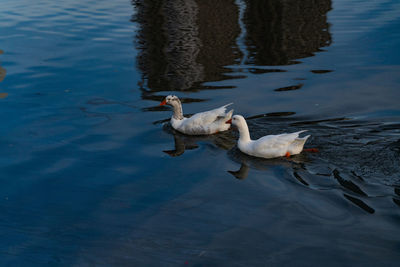 High angle view of ducks swimming in lake