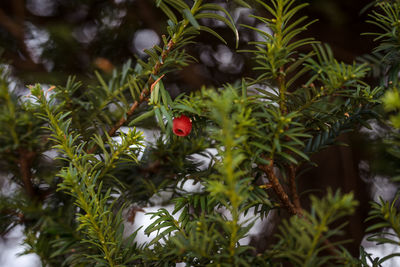 Close-up of plant on tree