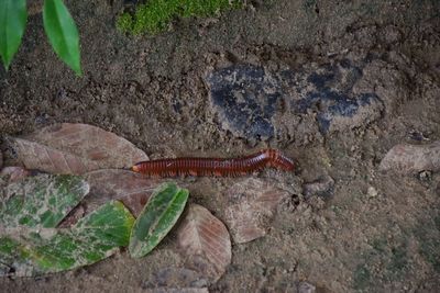 High angle view of lizard on rock