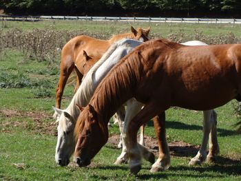 Horse grazing on field