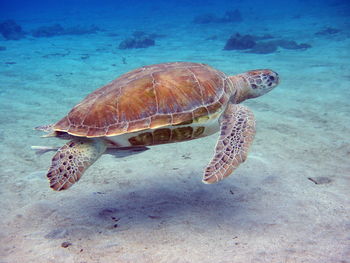 Turtle swimming in sea