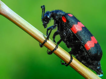 Close-up of black insect on red leaf