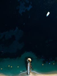 Duck swimming in sea