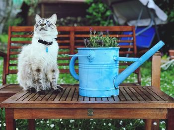 Cat sitting on bench in park