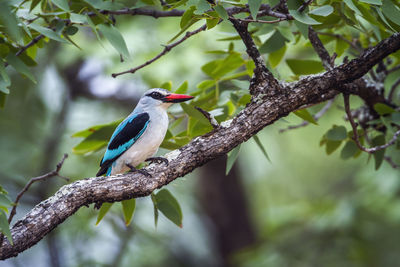 Bird perching on a branch