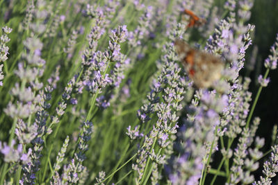 Close-up of insect on purple flowering plant