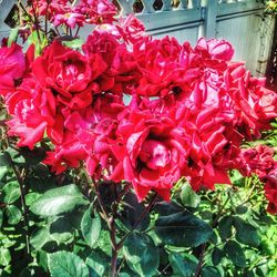 Close-up of red rose