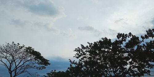 Low angle view of silhouette tree against sky