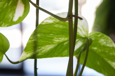 Close-up of fresh green leaves on plant