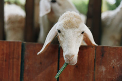 Close-up of a goat