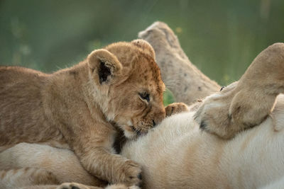 Lioness feeding cub in forest