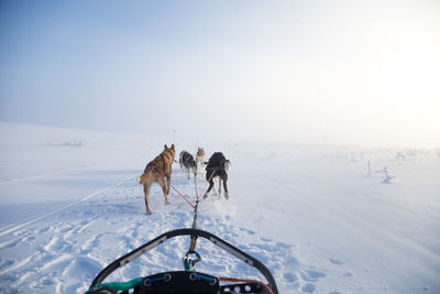 A beautiful husky dog team pulling a sled in beautiful norway morning scenery. 