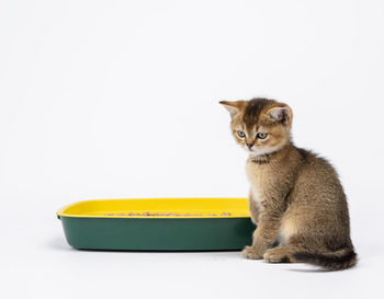 Kitten golden ticked british chinchilla straight sitting next to a plastic toilet with sawdust. ani