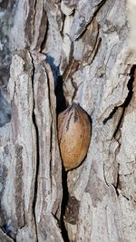 Close-up of tree trunk