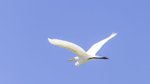 Low angle view of seagull flying