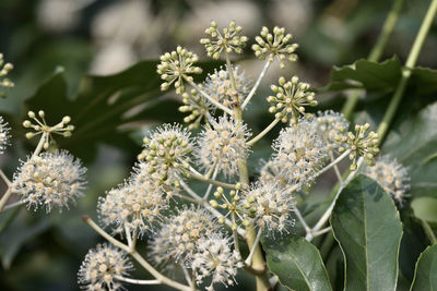 Close-up of white flowering plant