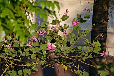 Close-up of pink flowers