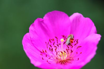 Close-up of insect on pink flower