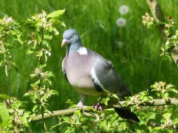 Close-up of bird perching on a plant