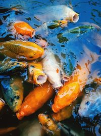 High angle view of koi carps swimming in pond