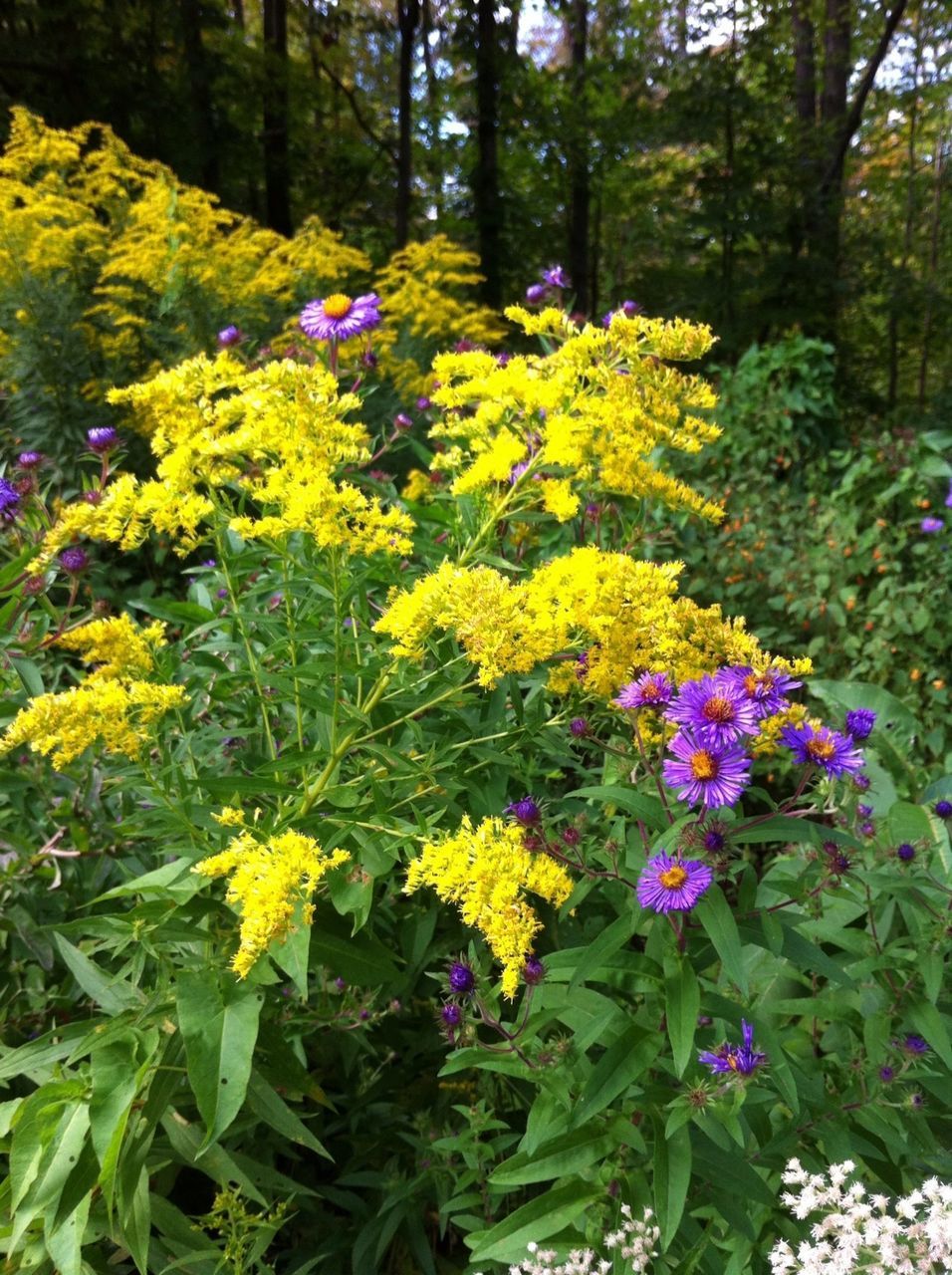 flower, freshness, growth, beauty in nature, fragility, yellow, nature, blooming, petal, plant, in bloom, blossom, tree, abundance, green color, tranquility, leaf, field, park - man made space, springtime