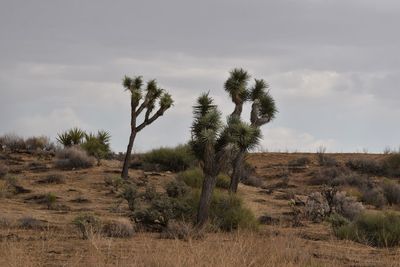 Joshua trees on field against sky in california