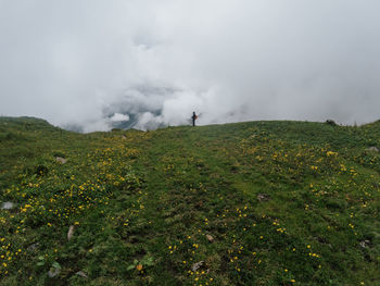 Flowers blooming in lush green meadows of manali