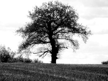 Tree on field against sky