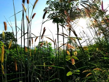 Low angle view of plants against sky