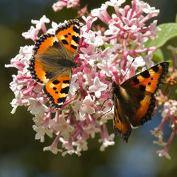 Close-up of butterfly pollinating on flower