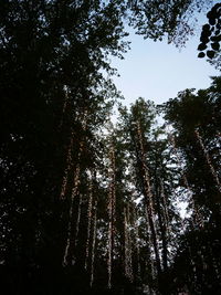 Low angle view of trees in forest against sky