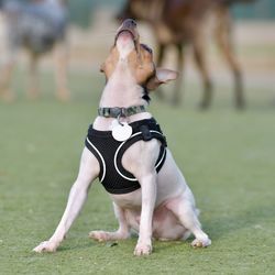 Dog sticking out tongue on land