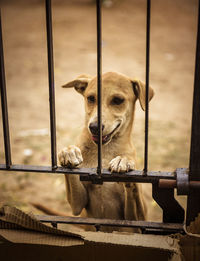 Close-up of a dog looking through metal fence