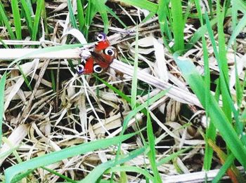 High angle view of ladybug on grass