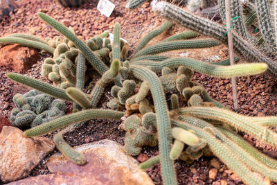 High angle view of crab on plant