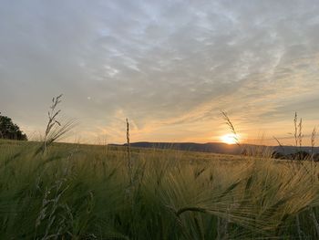 Scenic view of wheat field against sky at sunset