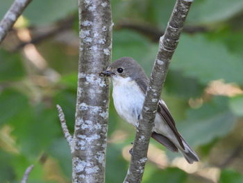 Close-up of bird perching on branch