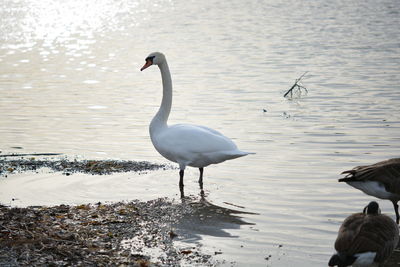 Swan on lake