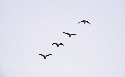 Low angle view of birds flying in the sky